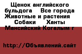 Щенок английского бульдога  - Все города Животные и растения » Собаки   . Ханты-Мансийский,Когалым г.